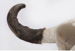 Photo Textures of Skull Antler